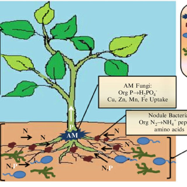 An overview of microbe mediated nutrient uptake in plants Q640