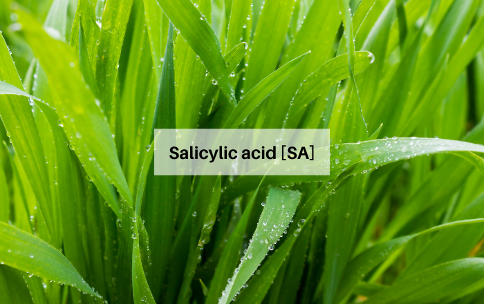 salicylic acid