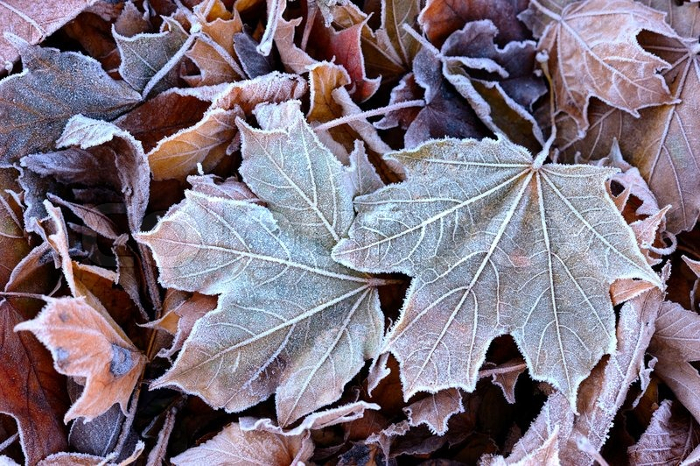 autumnfrost