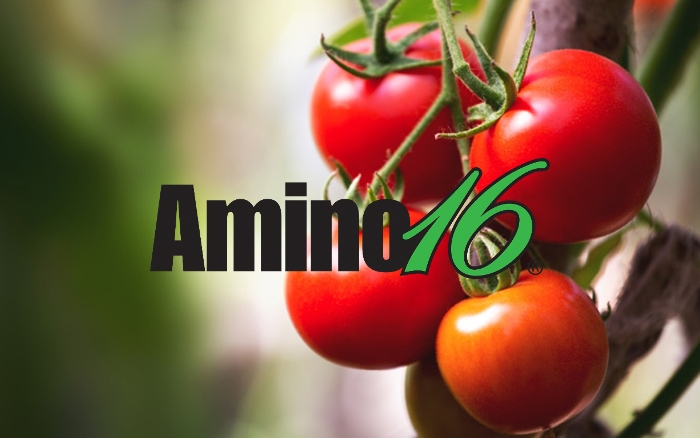 Η επίδραση του Amino16 στην απόδοση και ποιότητα της Τομάτας