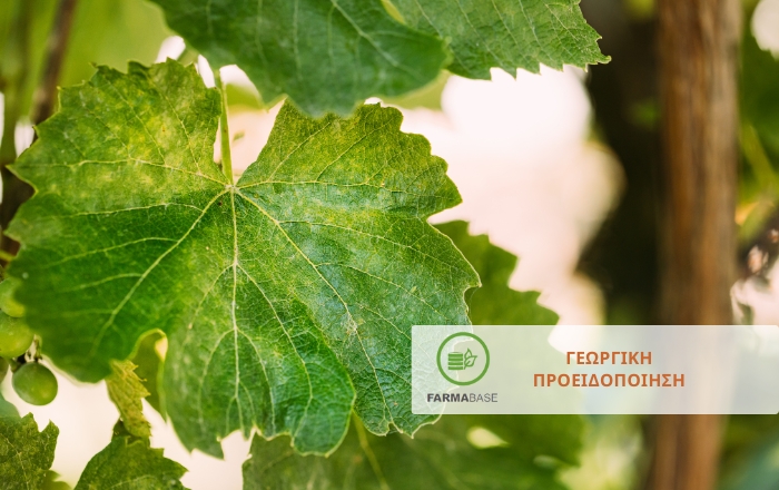 Αμπέλι: Οι σημαντικότεροι εχθροί &amp; ασθένειες κατά τη βλαστική περίοδο