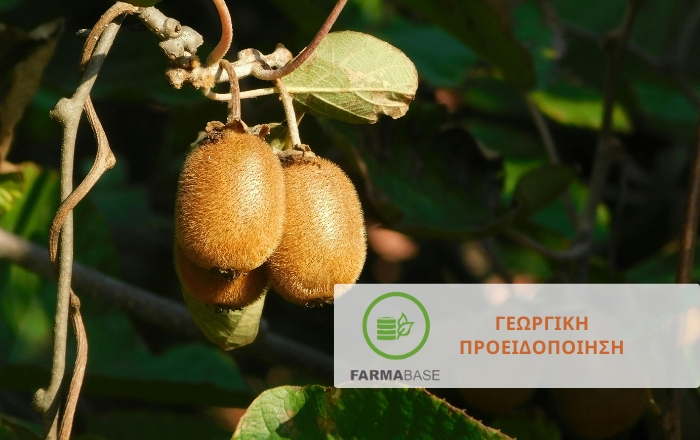 &Kappa;&alpha;&tau;&epsilon;&upsilon;&theta;&upsilon;&nu;&tau;ή&rho;&iota;&epsilon;&sigmaf; &omicron;&delta;&eta;&gamma;ί&epsilon;&sigmaf; &gamma;&iota;&alpha; &tau;&omicron; &chi;&epsilon;&iota;&mu;&epsilon;&rho;&iota;&nu;ό &kappa;&lambda;ά&delta;&epsilon;&mu;&alpha; &tau;&eta;&sigmaf; &alpha;&kappa;&tau;&iota;&nu;&iota;&delta;&iota;ά&sigmaf;