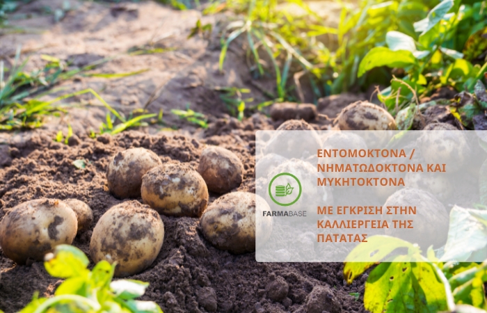 Εντομοκτόνα &amp; Μυκητοκτόνα για την καλλιέργεια της Πατάτας