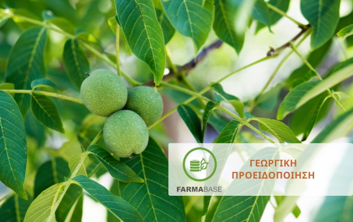 &Kappa;&alpha;&rho;&upsilon;&delta;&iota;ά &sigma;&epsilon; &lambda;ή&theta;&alpha;&rho;&gamma;&omicron;: &omicron;&iota; &kappa;&rho;ί&sigma;&iota;&mu;&epsilon;&sigmaf; &kappa;&alpha;&lambda;&lambda;&iota;&epsilon;&rho;&gamma;&eta;&tau;&iota;&kappa;έ&sigmaf; &epsilon;&rho;&gamma;&alpha;&sigma;ί&epsilon;&sigmaf; &tau;&omicron;&upsilon; &chi;&epsilon;&iota;&mu;ώ&nu;&alpha;