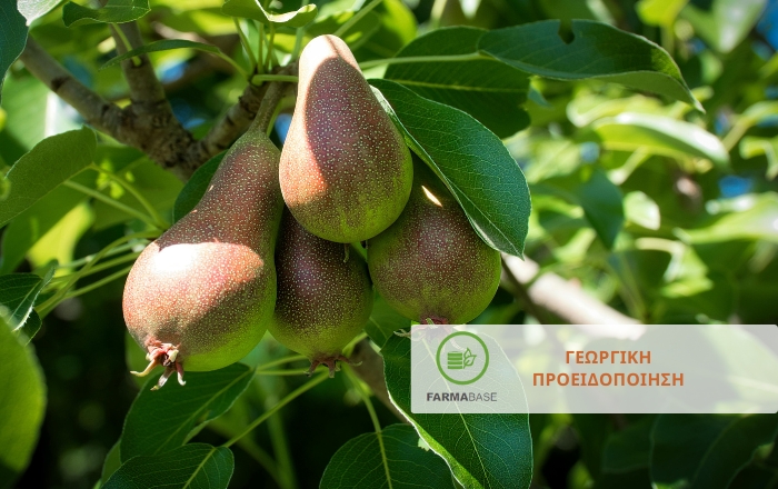 Περίοδος Έξαρσης για την Ψύλλα της Αχλαδιάς - Τι Δείχνουν οι Παρατηρήσεις