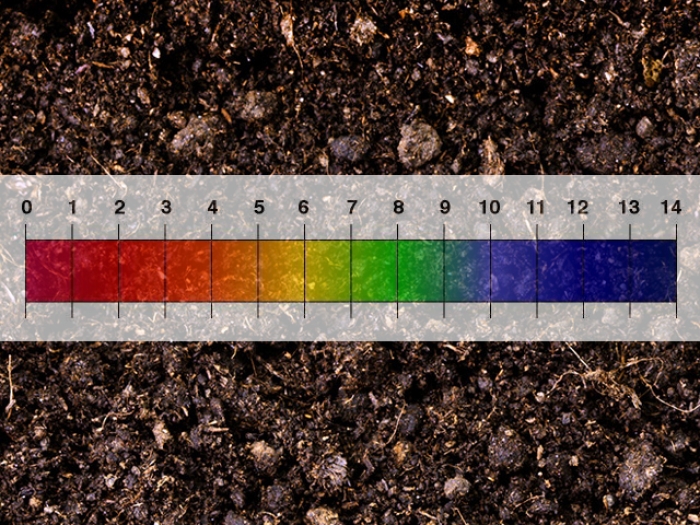 Πώς μπορούμε να αυξήσουμε το pH του εδάφους;