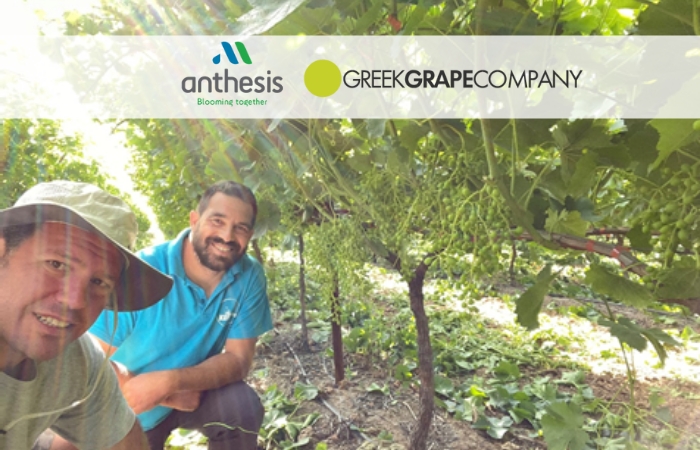 Συνεργασία της Anthesis με την GGC (Greek Grape Company) για Μηδενικά Υπολείμματα στα Επιτραπέζια Σταφύλια