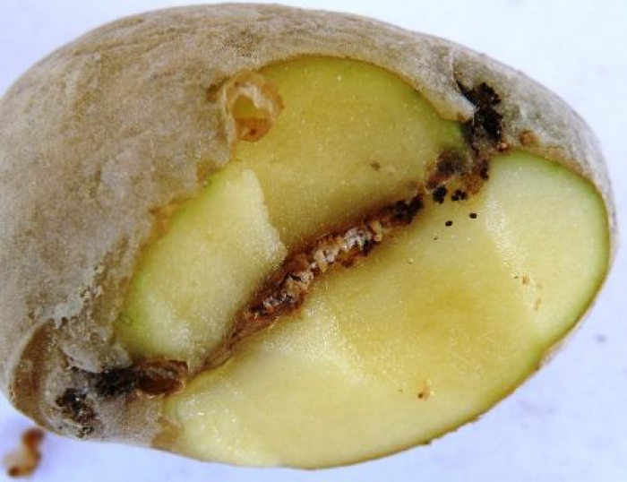 Συνιστώμενα μέτρα για την προστασία των κονδύλων της πατάτας από τον Περονόσπορο και την Φθοριμαία