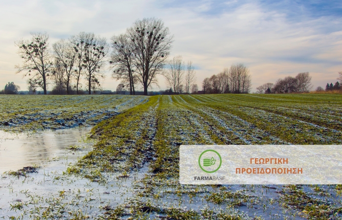 Η καλή αποστράγγιση του εδάφους ως βασικό προληπτικό μέτρο κατά της Σεπτορίωσης στα χειμερινά σιτηρά