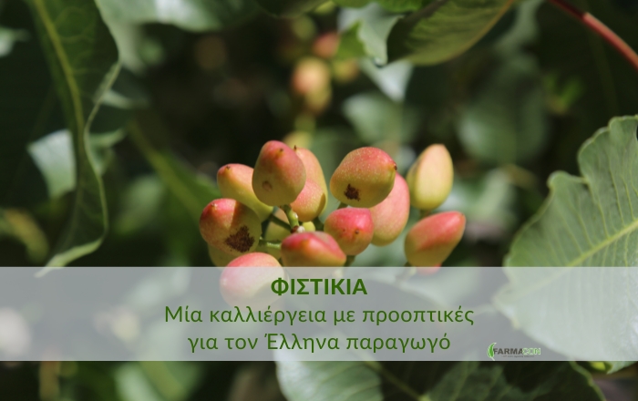 Φιστικιά: μια καλλιέργεια με προοπτικές για τον Έλληνα παραγωγό