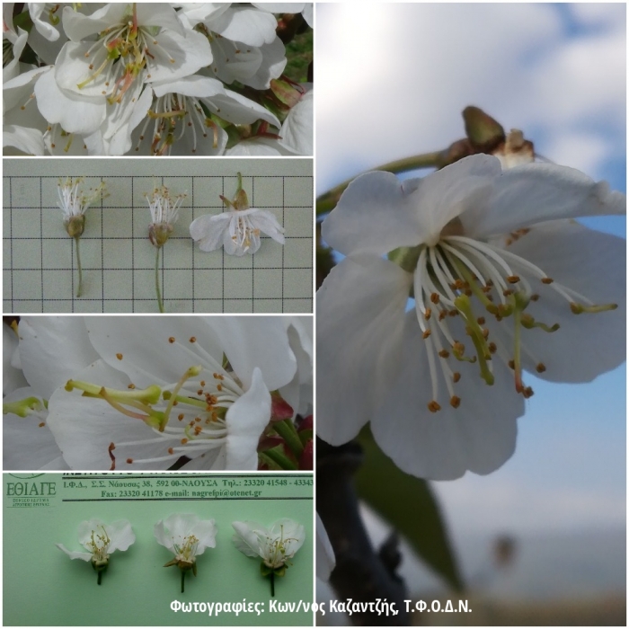 Παραμορφώσεις και δυσμορφίες φυτών: Δυσπλασία στημόνων ανθέων κερασιάς