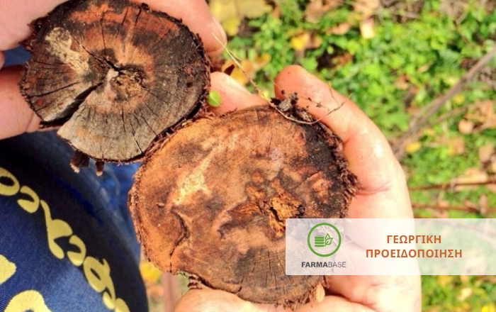 Οι ασθένειες του ξύλου της Αμπέλου - Προληπτικά Μέτρα