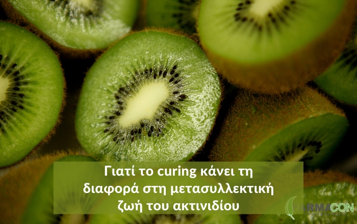 Γιατί το curing κάνει τη διαφορά στη μετασυλλεκτική ζωή του ακτινιδίου