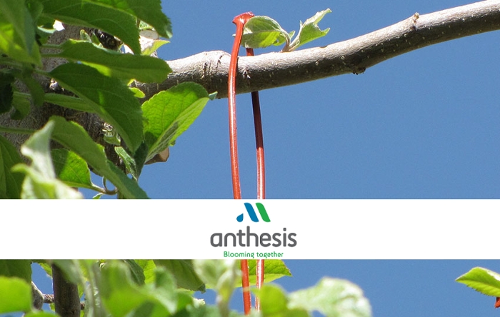 Εφαρμόστε τη μέθοδο «Κομφούζιο» σε συνεργασία με την Anthesis