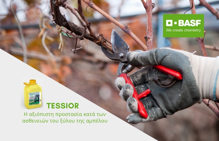 Tessior® : Η αξιόπιστη προστασία κατά των ασθενειών του ξύλου της αμπέλου
