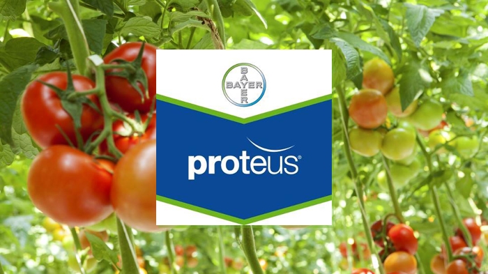 Proteus - Άμεση καταπολέμηση του Πράσινου Σκουληκιού και της Tuta Absoluta