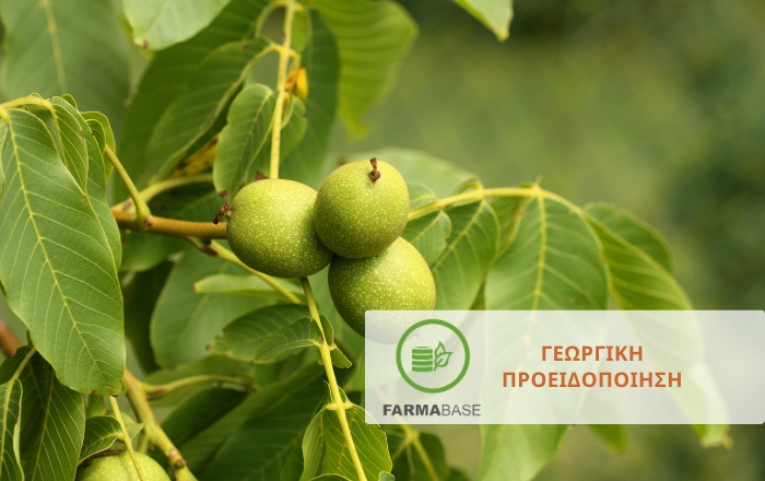&Kappa;&alpha;&rho;&upsilon;&delta;&iota;ά: Ά&mu;&epsilon;&sigma;&eta; &phi;&upsilon;&tau;&omicron;&pi;&rho;&omicron;&sigma;&tau;&alpha;&sigma;ί&alpha; &alpha;&pi;έ&nu;&alpha;&nu;&tau;&iota; &sigma;&epsilon; &alpha;&nu;&theta;&rho;ά&kappa;&omega;&sigma;&eta; &amp; &beta;&alpha;&kappa;&tau;&eta;&rho;ί&omega;&sigma;&eta;