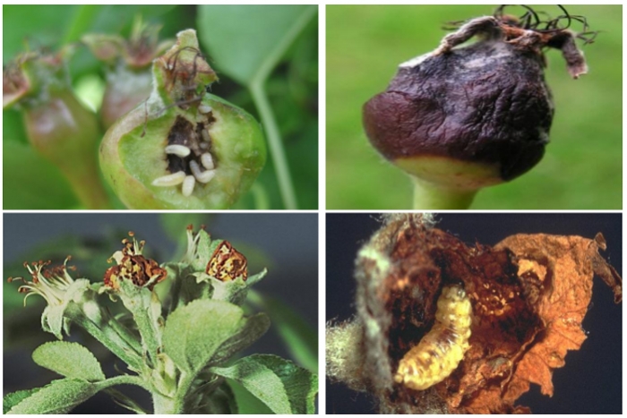 Συμπτώματα προσβολών σημαντικών εχθρών - ασθενειών σε Μηλιές και Αχλαδιές
