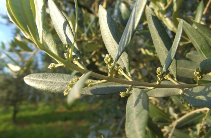 Φυτοπροστασία Ελιάς στο στάδιο της άνθισης &amp; στο φούσκωμα των ανθοταξιών