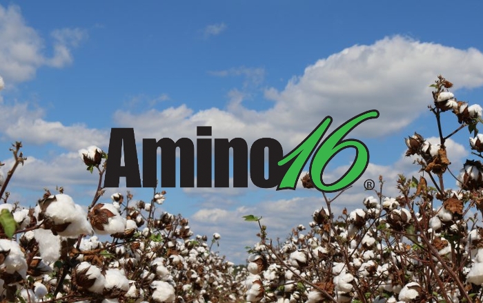 Η επίδραση της εφαρμογής του Amino16® στην καλλιέργεια Βαμβακιού