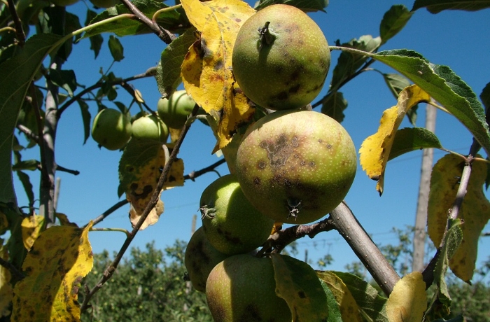 Συστάσεις γεωπόνων για επεμβάσεις σε μηλιές και αχλαδιές
