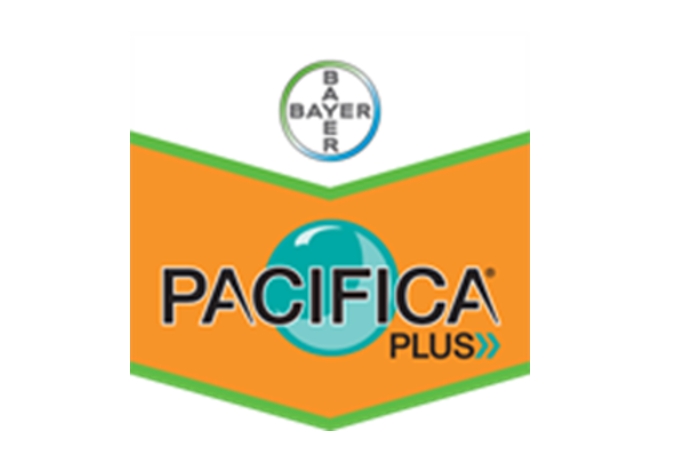 PACIFICA PLUS: Νέο Ζιζανιοκτόνο Σιτηρών από τη Bayer - Τριπλός Σύμμαχος ενάντια σε αγρωστώδη και πλατύφυλλα ζιζάνια