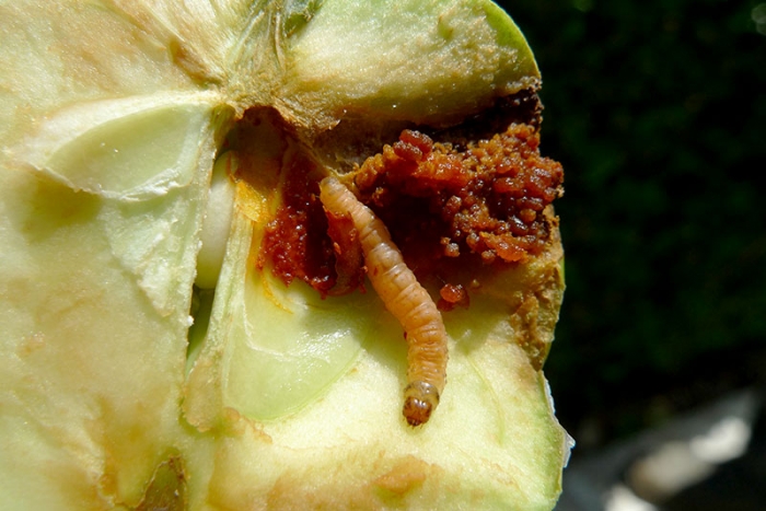 Γεωργικές Προειδοποιήσεις: Καρπόκαψα μηλοειδών και καρυδιάς