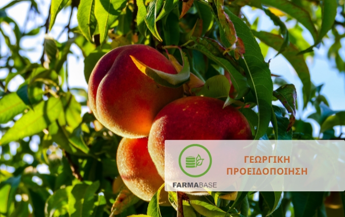 &Pi;&upsilon;&rho;&eta;&nu;ό&kappa;&alpha;&rho;&pi;&alpha; &amp; &Gamma;&iota;&gamma;&alpha;&rho;&tau;ό&kappa;&alpha;&rho;&pi;&alpha;: &Kappa;&alpha;&lambda;&lambda;&iota;&epsilon;&rho;&gamma;&eta;&tau;&iota;&kappa;έ&sigmaf; &phi;&rho;&omicron;&nu;&tau;ί&delta;&epsilon;&sigmaf; &kappa;&alpha;&tau;ά &tau;&omicron; &lambda;ή&theta;&alpha;&rho;&gamma;&omicron;