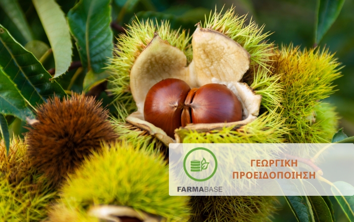 &Pi;ώ&sigmaf; &nu;&alpha; &alpha;&nu;&tau;&iota;&mu;&epsilon;&tau;&omega;&pi;ί&sigma;&epsilon;&tau;&epsilon; &tau;&eta; &Sigma;&phi;ή&kappa;&alpha; &tau;&eta;&sigmaf; &Kappa;&alpha;&sigma;&tau;&alpha;&nu;&iota;ά&sigmaf;