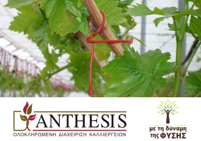 Διαδικασία Ελέγχου Ζημιάς (Damage Assessment) σε καλλιέργειες Ροδάκινου, Αμπέλου και Μηλιάς