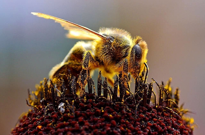 Πως να γίνετε μελισσοκόμος σε 10 εύκολα βήματα