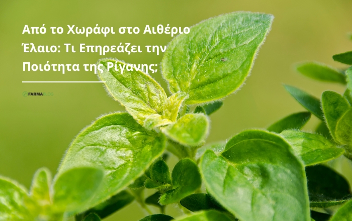 Από το Χωράφι στο Αιθέριο Έλαιο: Τι Επηρεάζει την Ποιότητα της Ρίγανης;