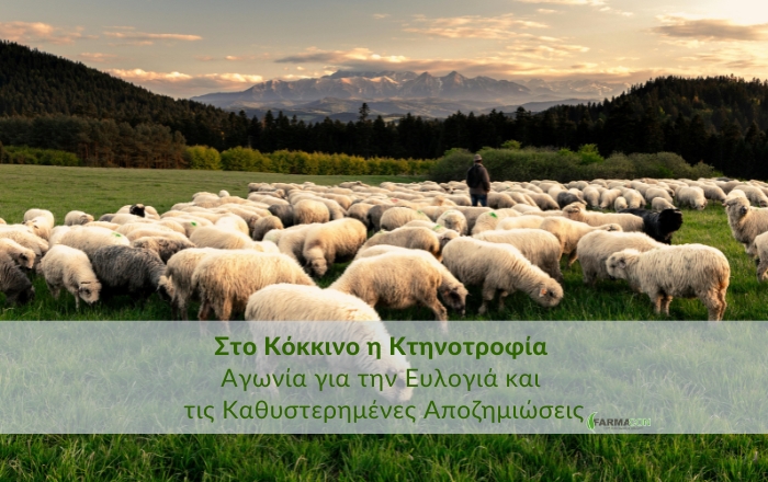 Στο Κόκκινο η Κτηνοτροφία: Αγωνία για την Ευλογιά και τις Καθυστερημένες Αποζημιώσεις