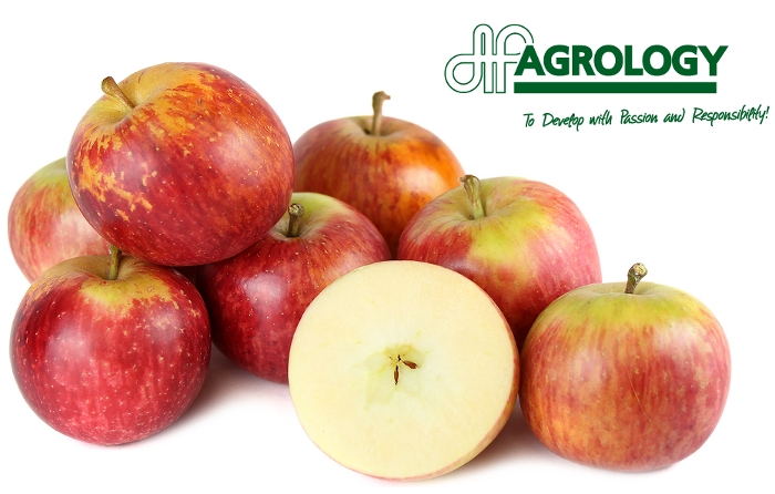 H επίδραση του Carpophos® Ε2DA στη βελτίωση του χρώματος και της συνεκτικότητας μήλων Fuji