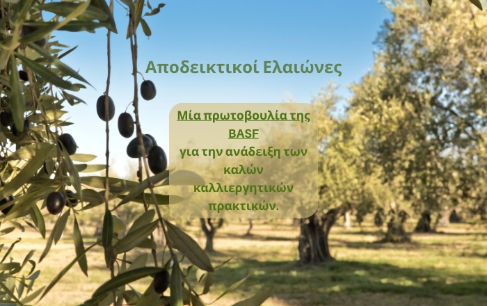 Δημιουργία πρότυπων Ελαιώνων σε όλη την Ελλάδα από τη Basf