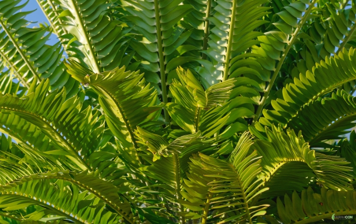 Ερευνητές αναζητούν «ταίρι» για το «πιο μοναχικό φυτό του κόσμου»