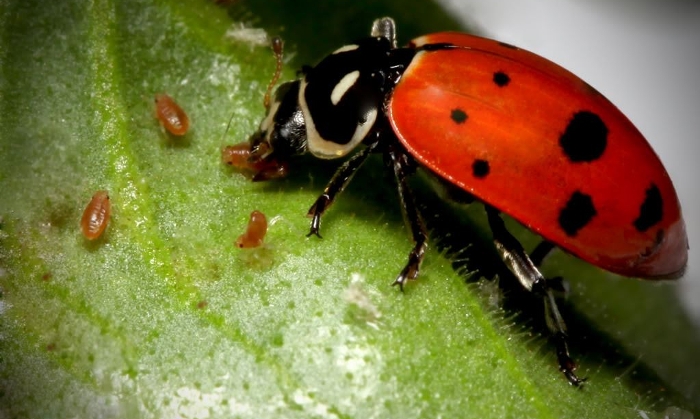 Η βιολογική καταπολέμηση των εχθρών με ωφέλιμα έντομα