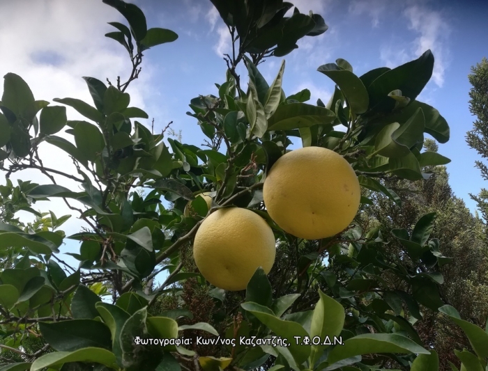 Δενδρώδη / θαμνώδη μικρότερης οικονομικής σημασίας: Η Φράπα ή Πόμελο (Citrus maxima Merr.)