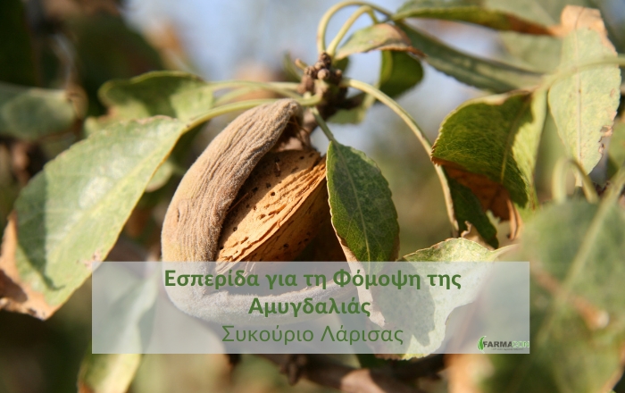 Εσπερίδα &quot;Τα νέα δεδομένα για τα παθογόνα της αμυγδαλιάς και για την αντιμετώπιση της Φόμοψης.&quot; στο Συκούριο Λάρισας