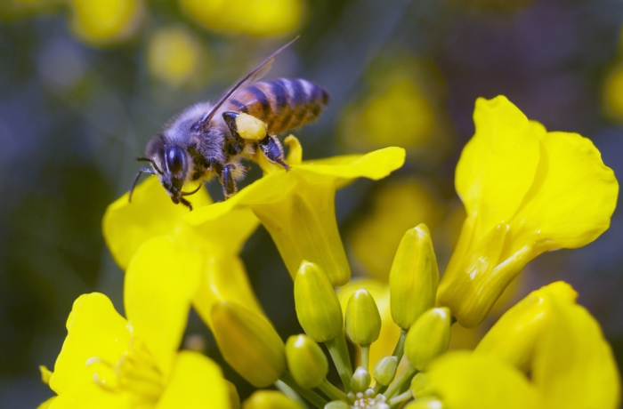 Μελέτη αγρού μεγάλης κλίμακας για την υγεία των μελισσών
