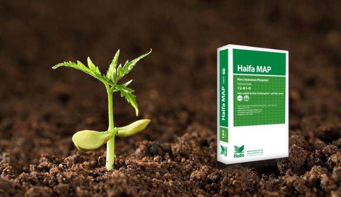 Haifa MAP™ - Η εξαιρετική πηγή φωσφόρου και αζώτου για τα φυτά