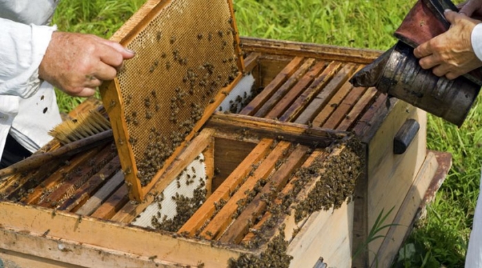 Ανακοίνωση του Κέντρου Μελισσοκομίας Λάρισας, για όσους έχουν ήδη κάνει αίτηση για αντικατάσταση κυψελών