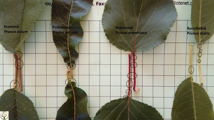 Ειδική φυσιολογία: οι νεκτάριοι αδένες στα φύλλα των δένδρων του γένους Prunus