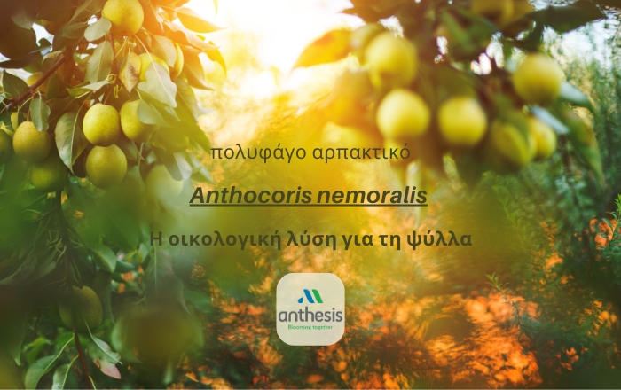 Anthocoris nemoralis – Η οικολογική λύση για τη ψύλλα