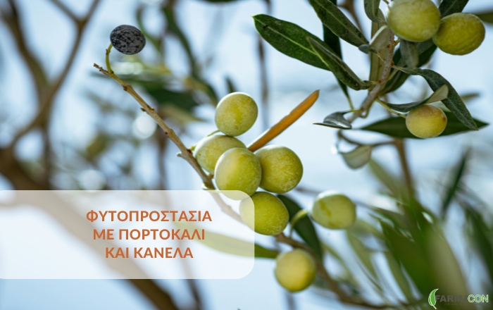 &Phi;&upsilon;&tau;&omicron;&pi;&rho;&omicron;&sigma;&tau;&alpha;&sigma;ί&alpha; &mu;&epsilon; &pi;&omicron;&rho;&tau;&omicron;&kappa;ά&lambda;&iota; &kappa;&alpha;&iota; &kappa;&alpha;&nu;έ&lambda;&alpha;;