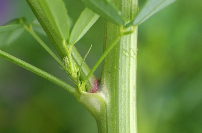 Τι αποκαλύπτουν τα μεσογονάτια διαστήματα για την υγεία των φυτών;