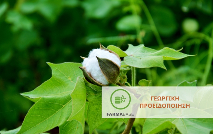 &Pi;&rho;ά&sigma;&iota;&nu;&omicron; &kappa;&alpha;&iota; &rho;ό&delta;&iota;&nu;&omicron; &sigma;&kappa;&omicron;&upsilon;&lambda;ή&kappa;&iota;: &Sigma;&tau;&rho;&alpha;&tau;&eta;&gamma;&iota;&kappa;έ&sigmaf; &phi;&upsilon;&tau;&omicron;&pi;&rho;&omicron;&sigma;&tau;&alpha;&sigma;ί&alpha;&sigmaf; &sigma;&tau;&omicron; &sigma;&tau;ά&delta;&iota;&omicron; &tau;&eta;&sigmaf; &kappa;&alpha;&rho;&pi;&omicron;&phi;&omicron;&rho;ί&alpha;&sigmaf;