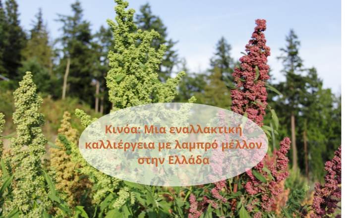 Κινόα: Μια εναλλακτική καλλιέργεια με λαμπρό μέλλον στην Ελλάδα