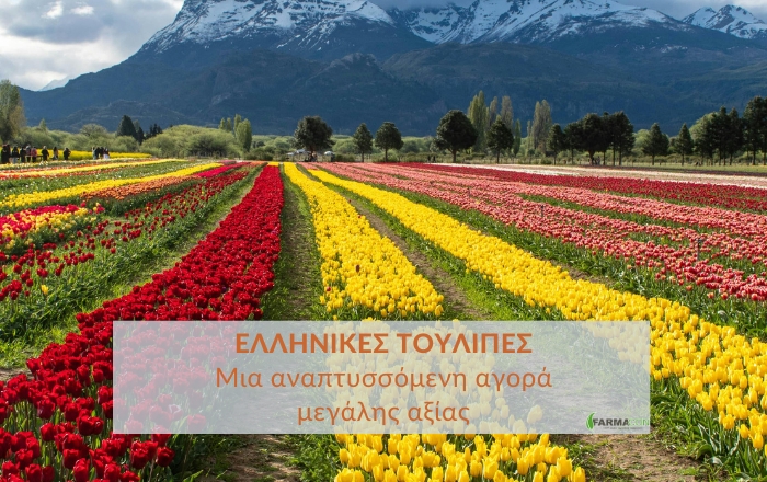 Ελληνικές τουλίπες: μια αναπτυσσόμενη αγορά μεγάλης αξίας