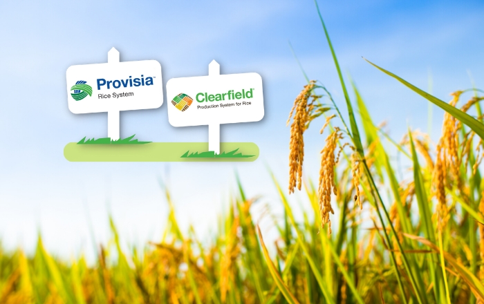 Provisia® - Η νέα τεχνολογία στην παραγωγή ρυζιού